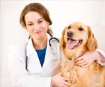 How To Become A Veterinarian