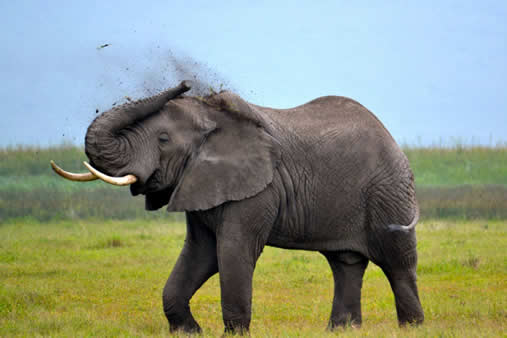 Elephant in Tanzania